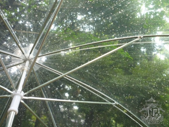 Trees through a transparent plastic umbrella
