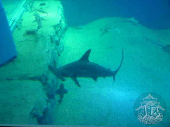 A hammerhead shark swimming in the tank.