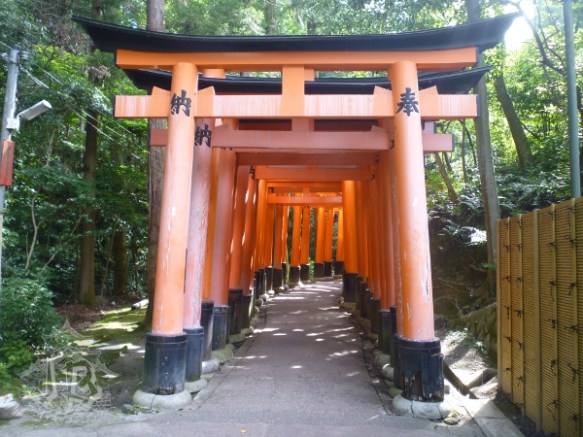 A torii in the foreground. Beyond it, so many others that you cannot tell them apart. All of them are orange, but the outermost ones have been burnt by the sun and are less bright