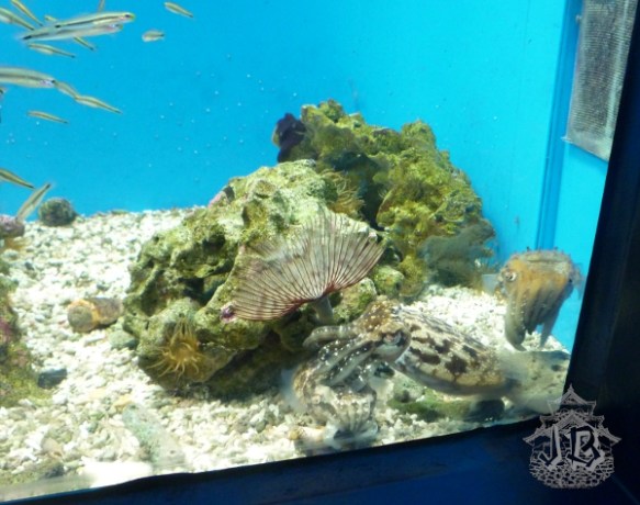 A cuttlefish, an anemmone and some coral