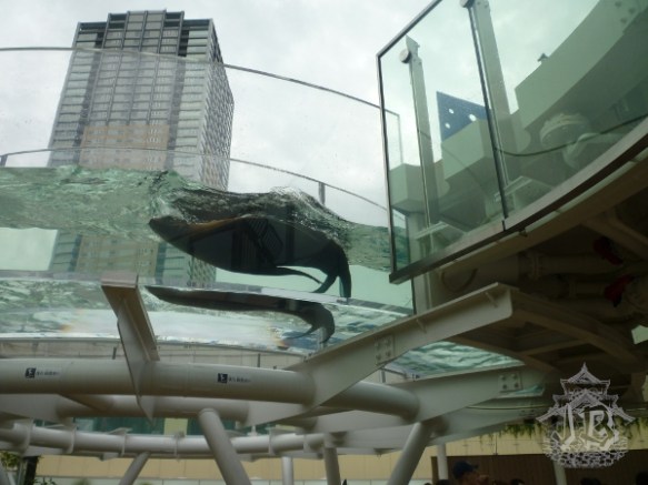 A shot from the open roof of the aquarium building. Some pathways for the animal residents have been built, they are made of glass. A sea lion is swimming through one