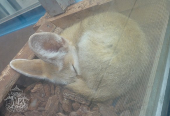 A feneq fox curled up sleeping