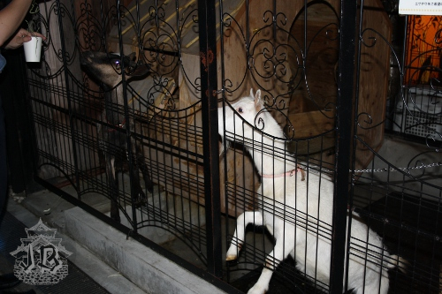 Two goats, one white and one tan, behind a fence, being fed straw by a person with a cup in their hands