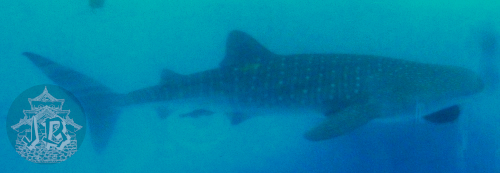 A whale shark swimming