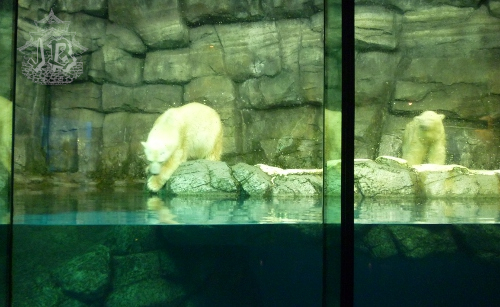 Polar bears exhibit. One is about to jump into the water, the other one is looking at the first