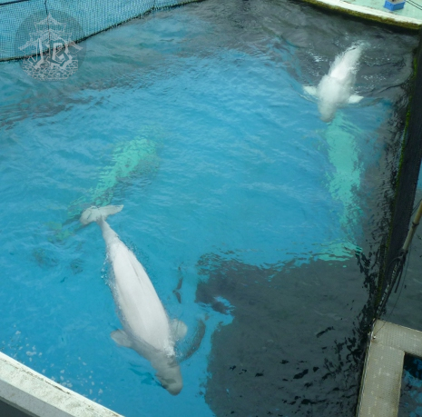 Beluga whales swimming, the picture is taken from above, showing two of them clearly, and two at the bottom