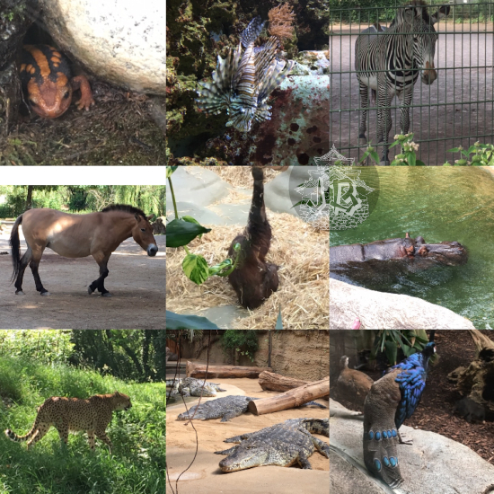 Some of the animals in the zoo