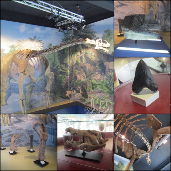 Turiasaurus fossil pieces + head reproduction; crocodile head; megalodon tooth