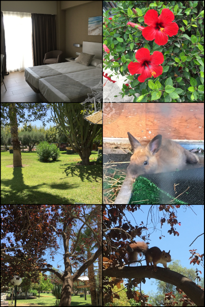 Collage. A hotel room. Red flowers. A garden. A tiny rabbit. A tree and a close-up of that tree focusing on the squirrel on one of the branches.