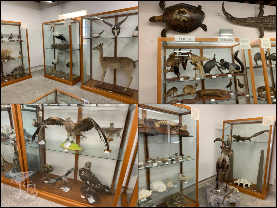 Museo de Ciencias Naturales