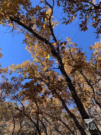 Beech trees, looking brown / orange / golden in the autumn weather.