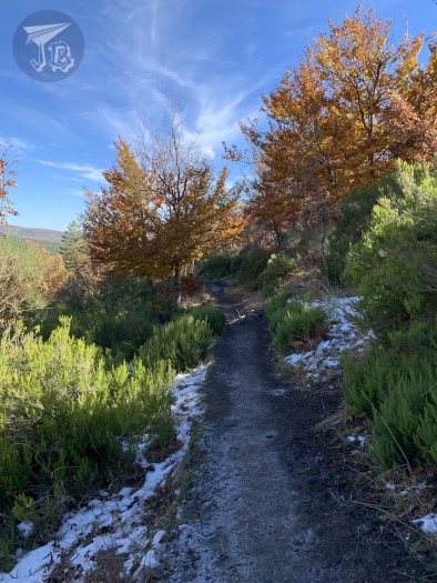 Grey path into the forest. On the sides there are brown / gold trees, green bushes, and even a bit of snow.