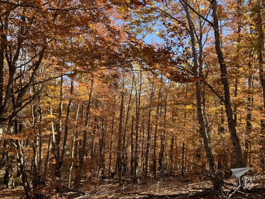 A whole forest of beeches in gold, brown and golden colours; the ground is covered in leaves.