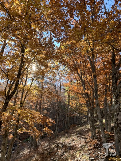 A whole forest of beeches in gold, brown and golden colours; the ground is covered in leaves