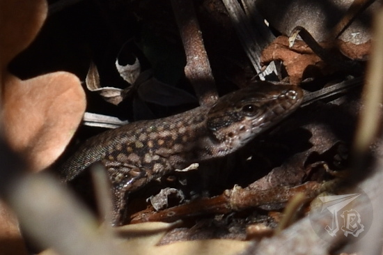 Close up of a lizard hidden amonng leaves