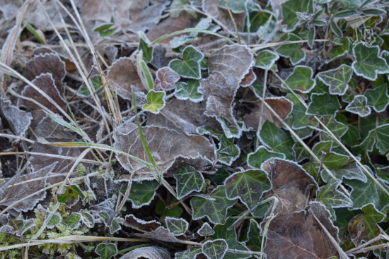 Ivy and fallen leaves on the ground. The rims are white with frost and ice