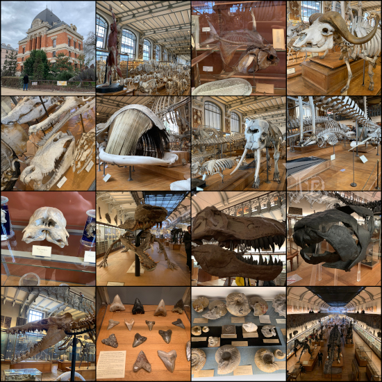 Shots of the museum. Skeletons of animals - fish, oxen, crocodiles, elephants, whale. Fossils: Dinosaurs, fish, toothed whale, shark teeth, snails