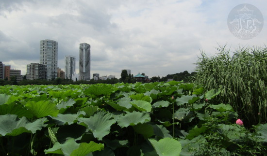 A pond covered in water lilly leaves, with some high rises in the background