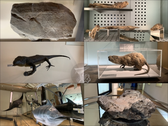 Collage of the museum: a prehistoric carved rock; preserved giant rat and lizard; models of fish; a meteorite; rests of mummies (a foot and an arm)