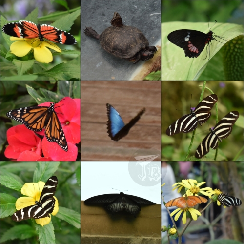 A collage showing colourful butterflies - red, orange, blue, black, black and white. One of them is chilling on the shell of a turtle, and another one is caught mid-flight. Most are on flowers and plants.