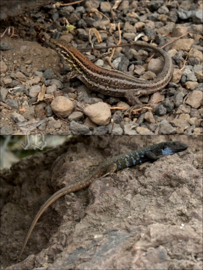 Two lizards. One camouflages on the grey and brown ground. The other on has a brown tail, but the body is black and bright blue
