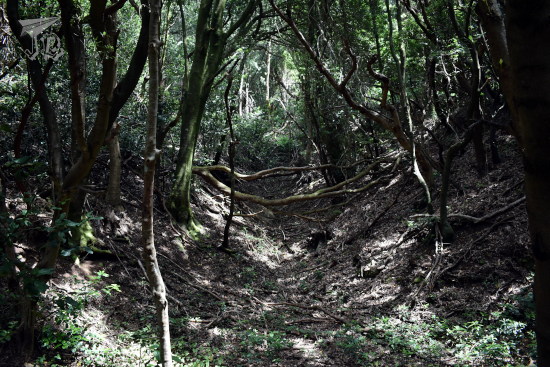 Traces of water runoff paths, which have eroded the soil and torn some trees down