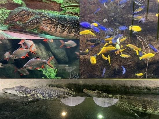 Collage: a Nile monitor lizard, Nile crocodiles chilling, and colourful fish.