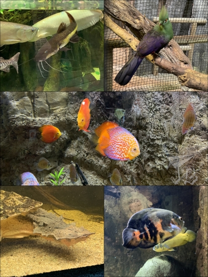 Collage: black and white fish with whiskers, a green and blue bird silendly judging the photographer, brightly-coloured fish and something that looks like a rock but it's actually a weird turtle.