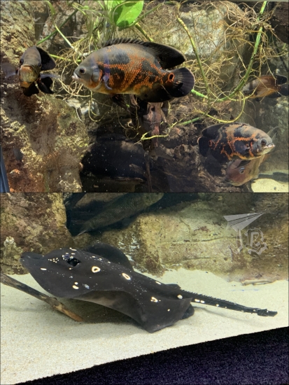 Collage: Big orange-and-red fish, and a freshwater ray, which is black with white spots. It looks a bit like a pan.