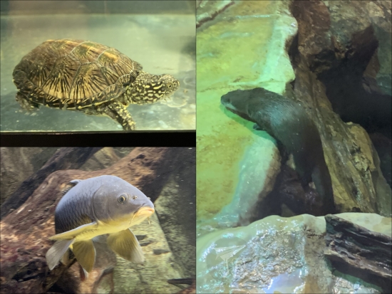 Collage: a turtle, an edible fish, and a blurry otter that would not stay still for a picture
