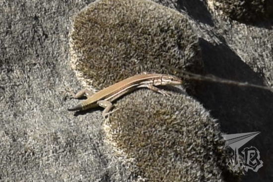 Close-up of a brown lizard which is growing its tail back.