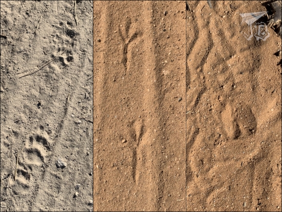 Collage of animal footprints: paws, tallons and hooves