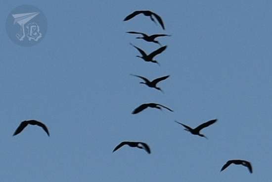 A flock of birds flying against a bright blue sky. The curved-down beak suggests that they're ibises