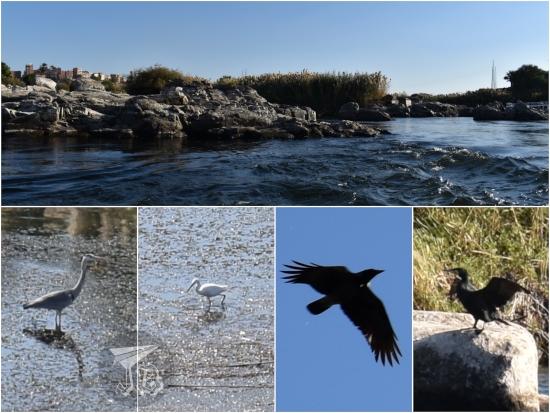 Collage: a rocky island surrounded by rapidly-running water, and several birds wadding and mid-flight