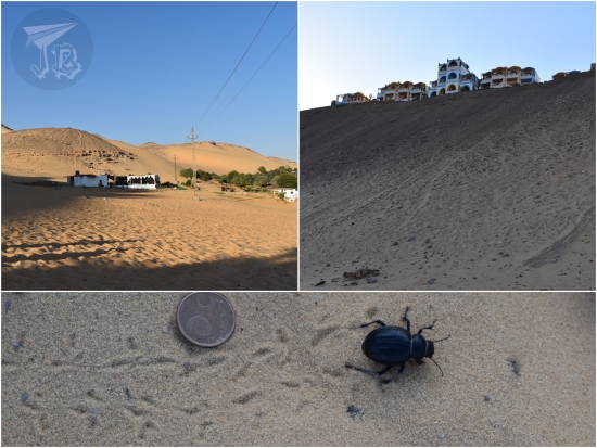 Collage. Two views of a huge sand dune: the buildings look tiny against it. A picture of a scarab walking on sand and leaving its print. It is a bit biger than a 5cent coin