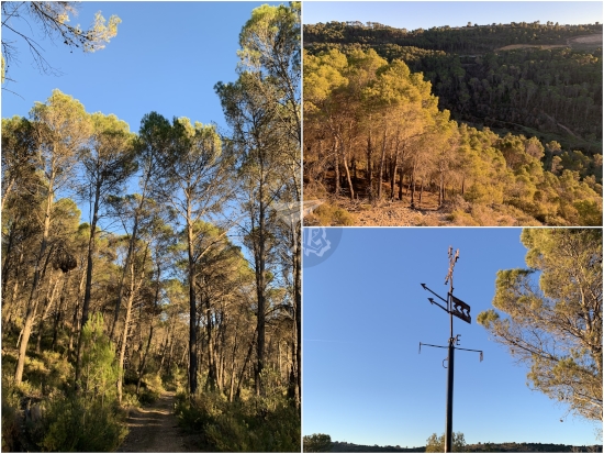 Collage - a pine tree foreest, in golden colours as the setting sun is hitting them, the sky is cleawr blue; a weather pointing southeast