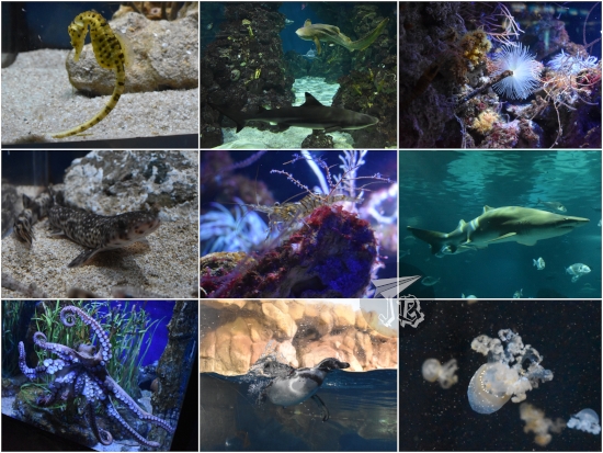 A collage of the aquarium. Seahorse; swimming sharks; anaemone; baby dogfish shark; tiny crustacean similar to a prawn; sand tiger shark; octopus trying to eat the viewers; penguin showing off; fabulous tiny jellyfish