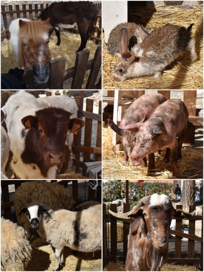 Farm animals - pony, rabbits, white-and-brown cow, small piglets, sheep, a cheeky goat