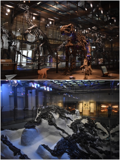 Collage: The iguanodons. The upper picture shows a modern interpretation of the iguanodon on four legs standing in front of the older "kangroo posed" reconstructions. On the bottom, the iguanodons as they were found in the mine.