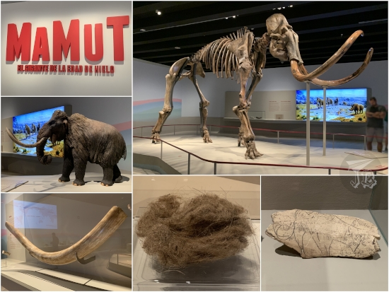 Mammoth - The Ice Age Giant exhibit featuring the giant skeleton with huge curved tusks, the smaller sculpture, a lone tusk, some hair and a piece of Paleolithic art engraved on the ivory of a tusk.