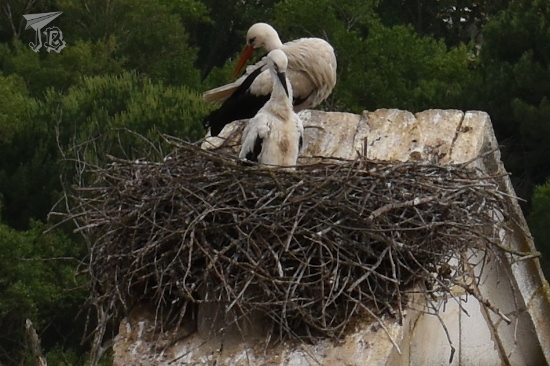 Stork nest