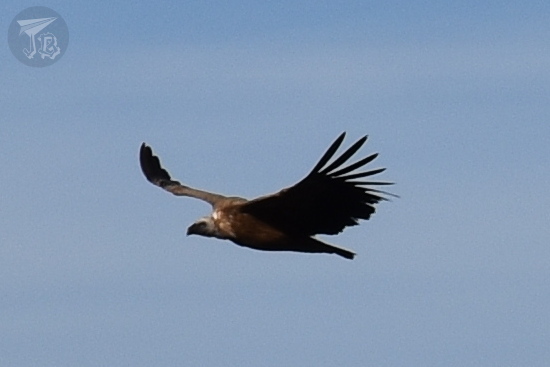 Griffon vulture mid-flight