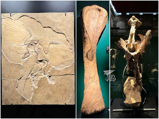 Archaeopteryx, titanosaur