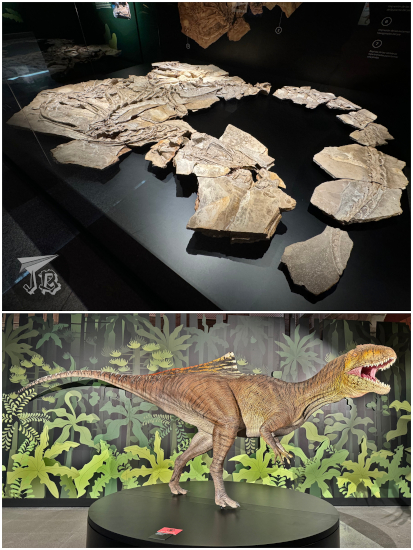 Concavenator fossil and reproduction