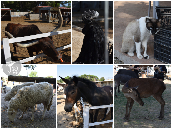 Cow, black rooster, cat, sheep, hinney, deer
