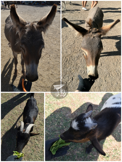 Feeding donkeys and goats