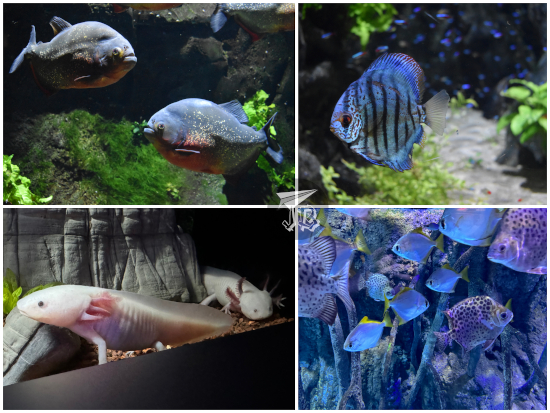 Piranhas, discfish, axolotl, mangrove fish