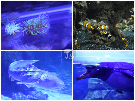 Anemones, clownfish, shark and penguins
