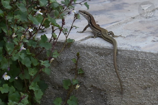 Wall lizard