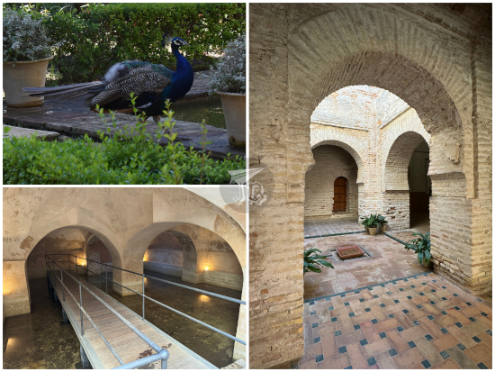 Alcazar de Jerez de la Frontera - cistern and mosque, and peacock